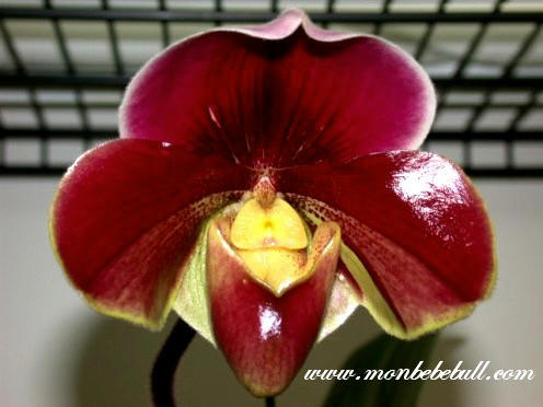 Paph Orchilla 'Chilton'.jpg